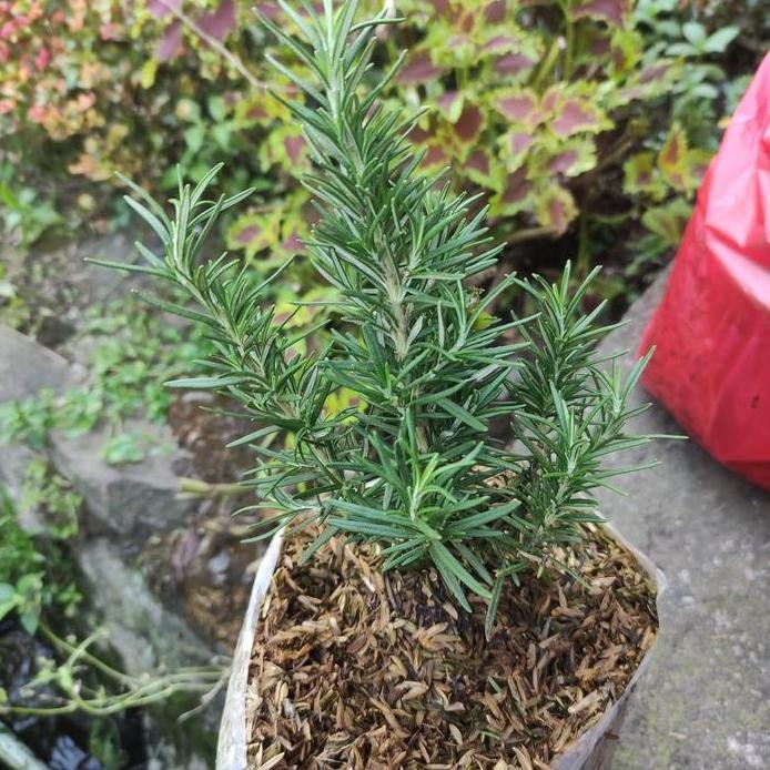 

Terlaris Tanaman Herbal Rosemerry / Bumbu Masak
