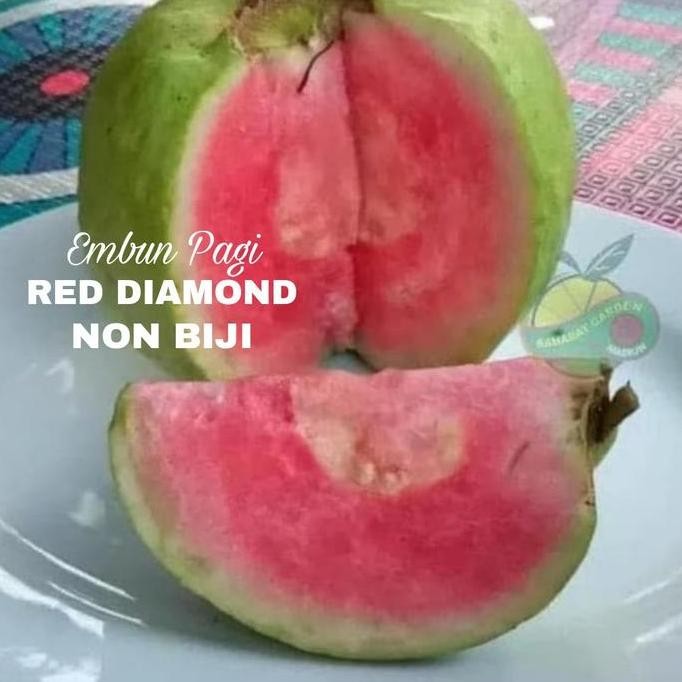

Terlaris Bibit Jambu Red Diamond Non Biji Jaminan Kevalitan Jenis