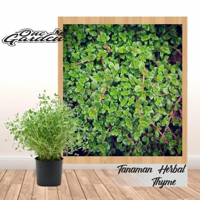 

Terlaris Tanaman Bumbu Dapur/Herbal Daun Thyme/Time