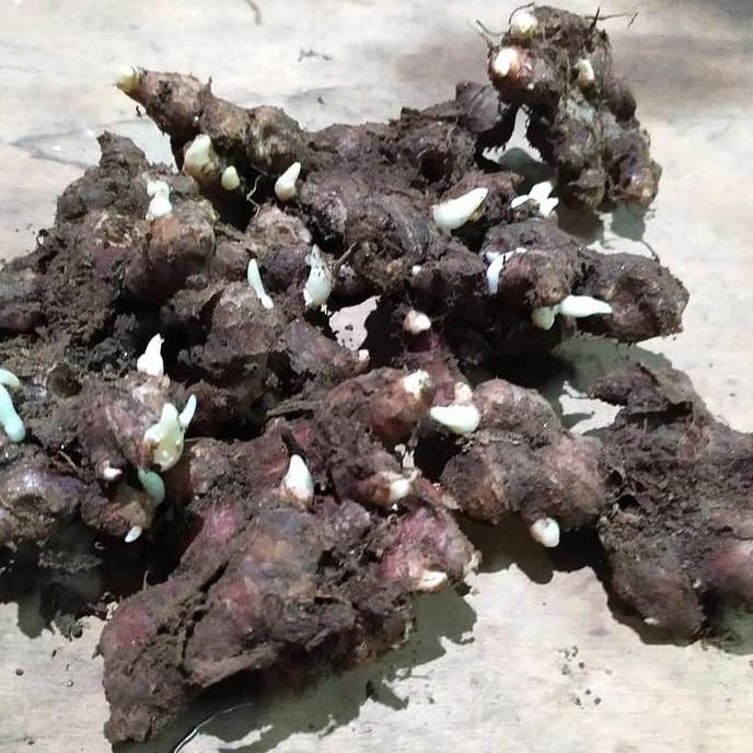 

Terlaris Bibit Jahe Merah 12 Bulan 1 Kg Isi 30-50 Tunas