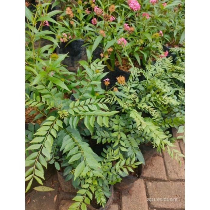 

Terlaris Bibit Daun Kari / Pohon Salam Koja