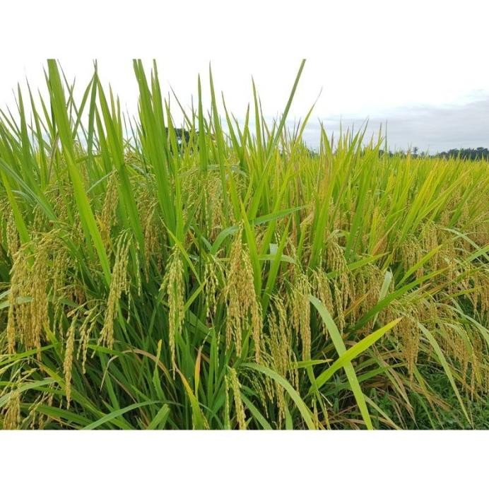 

Terlaris Benih Padi Unggul Rajalele 5Kg