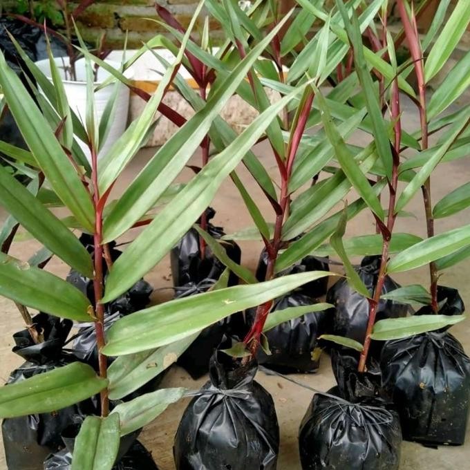 

Terlaris Bibit Jahe Hitam/Wulung Original - Anakan