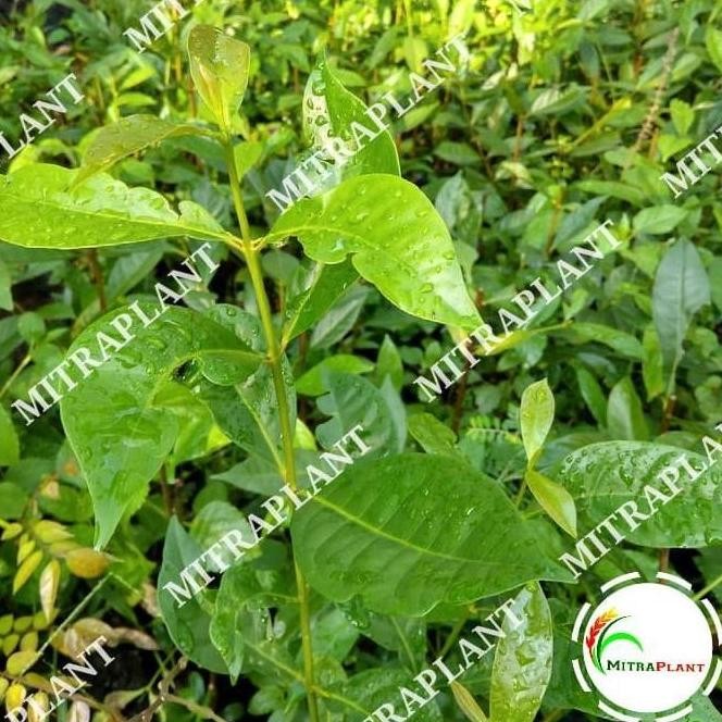 

Terlaris Bibit Pohon Daun Salam Sayur - Tanaman Salam Sayur - Bumbu Masak