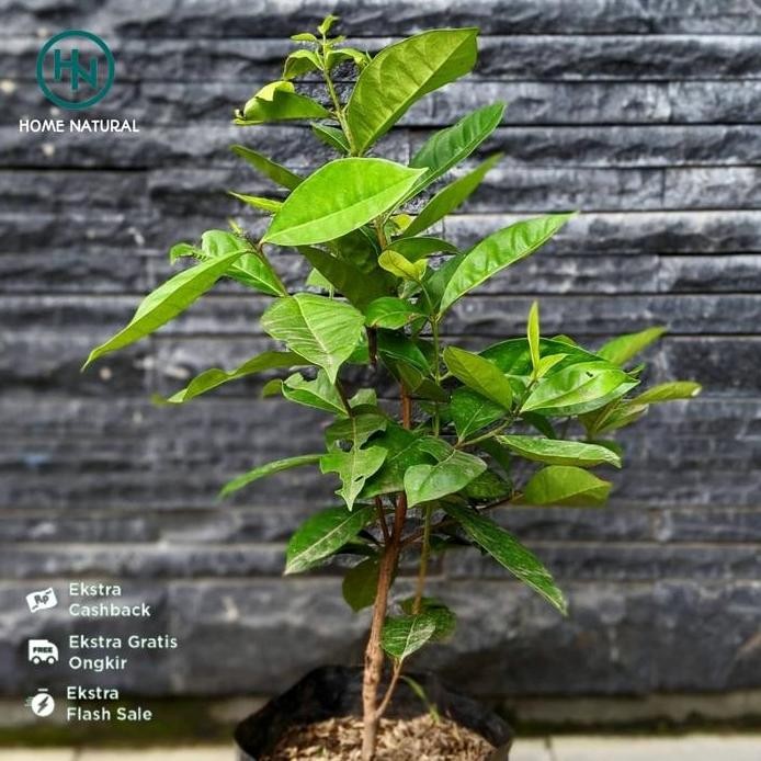 

Terlaris Bibit Tanaman Pohon Salam L Daun Salam L Bibit Daun Salam