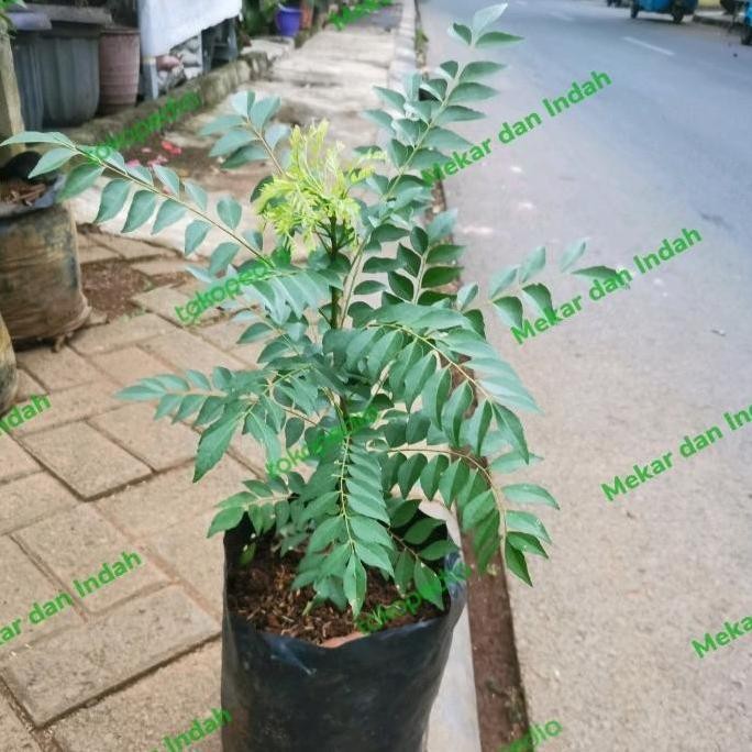 

Terlaris Ready !!! Bibit Pohon Daun Kari, Salam Koja/ Tanaman Salam Koja, Daun Kare Murah