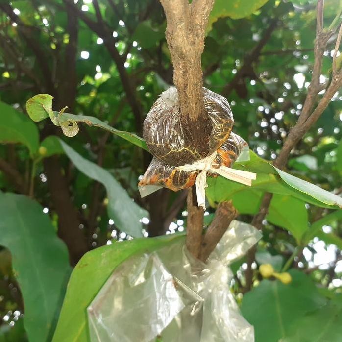 

Terlaris Bibit Cangkok Jambu Air Dalhari