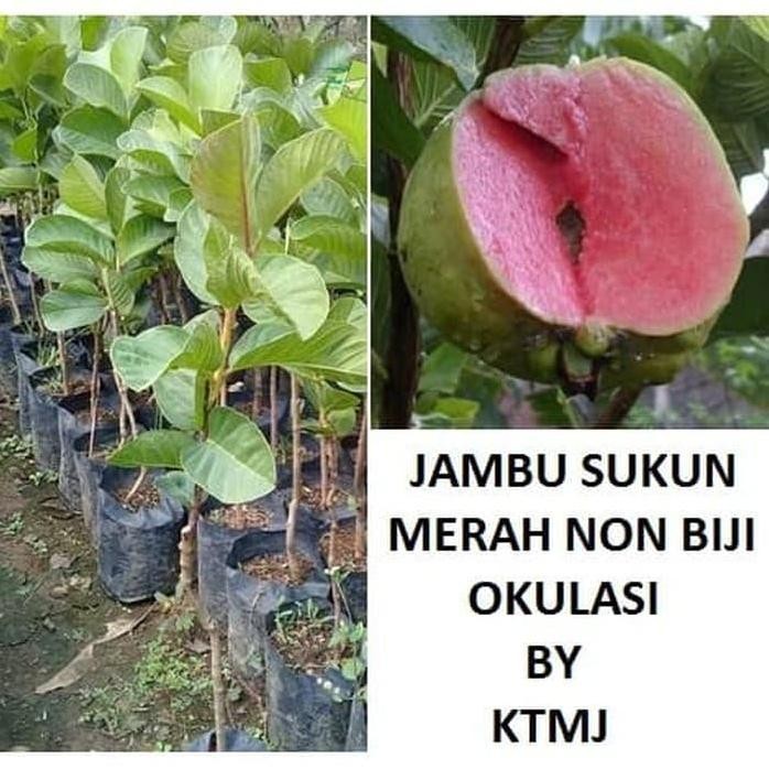 

Terlaris Bibit Tanaman Pohon Jambu Sukun Hasil Okulasi/Cangkok Jaminan Asli