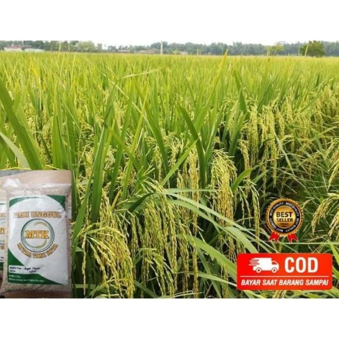 

Terlaris Benih Padi Unggul Ngaos Mawar Kemasan 5Kg