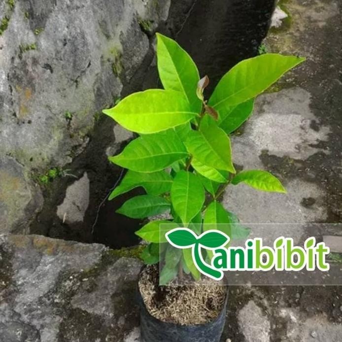 

Terlaris Bibit Pohon Salam - Daun Salam Sayur - Daun Rempah