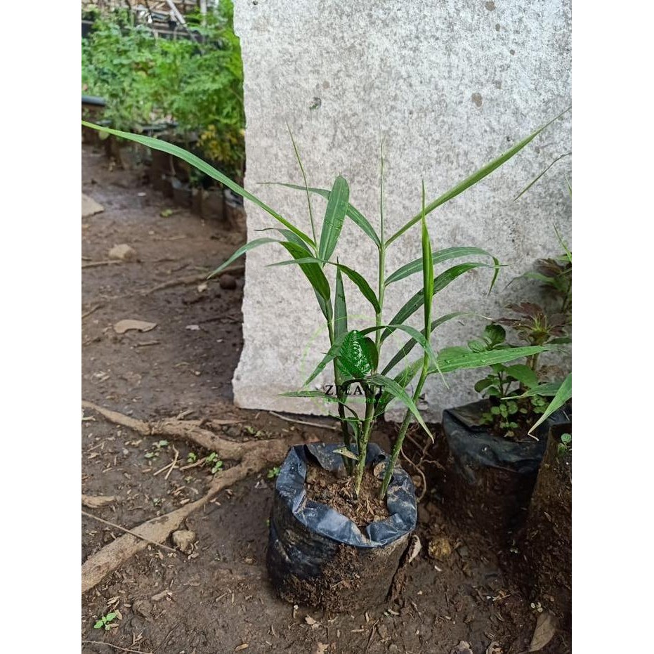 

Terlaris Bibit Jahe Merah - Benih Pohon Obat Herbal