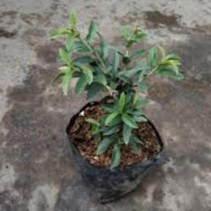 

Terlaris Bibit Jambu Kerikil Bahan Bonsai
