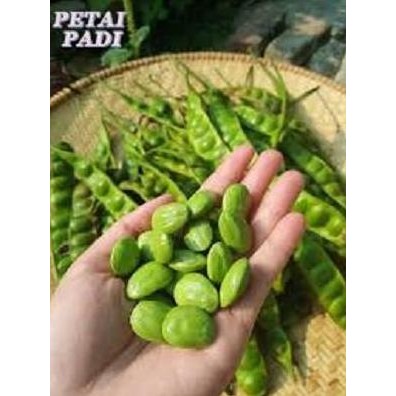 

Terlaris Pete Padi Super 10 Papan