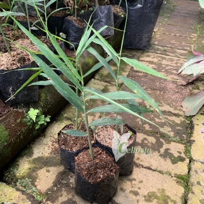 

Terlaris Bibit Tanaman Toga Dan Rempah Jahe Merah