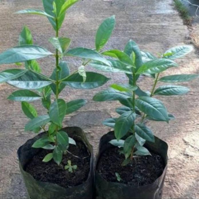 

Terlaris Bibit Daun Salam Siap Tanam