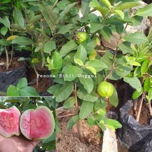 

Terlaris Bibit Buah Jambu Kristal Merah(Nonbiji) Berbunga/Berbuah