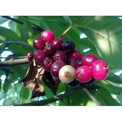 

Terlaris Bibit Tanaman Buah Daun Salam