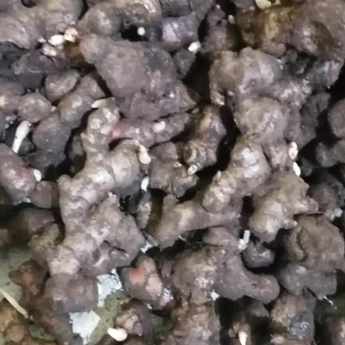 

Terlaris Baru Bibit Jahe Merah Super 500 Gram Tinggal Semai