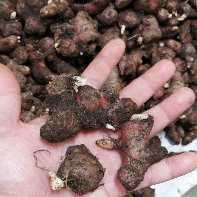 

Terlaris Fresh !!! Bibit Jahe Merah Super 1 Kg, Tinggal Semai Murah