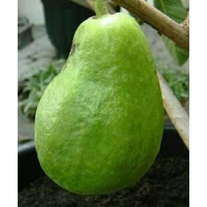 

Terlaris Bibit Tanaman Buah Jambu Pir Pear
