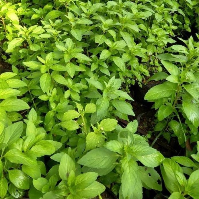 

Terlaris Bibit Tanaman Daun Peppermint / Pohon Daun Mint / Tanaman Herbal Murah