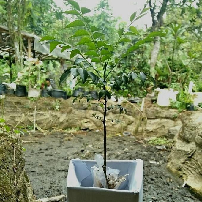 

Terlaris Bibit Pohon Salam Koja/Temuru/Daun Kari - 20Cm