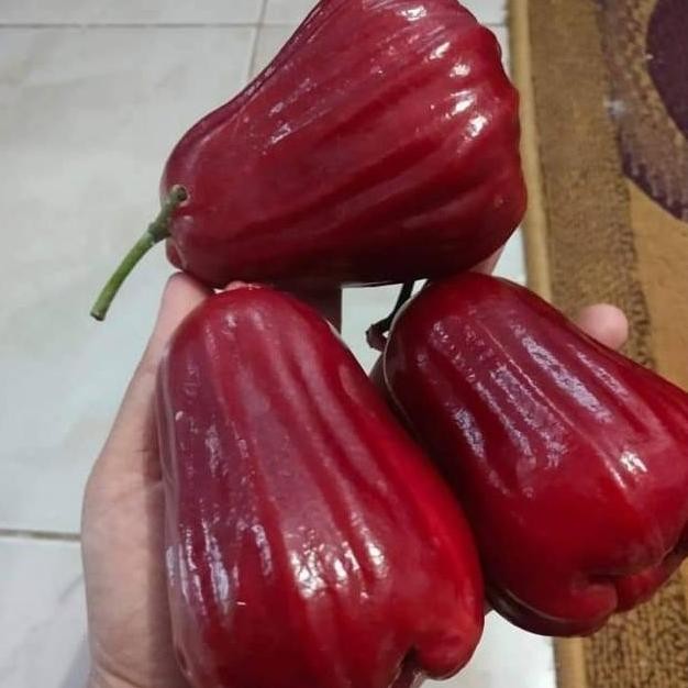 

Terlaris Bibit Jambu Citra Super Jumbo Stek Okulasi Cepat Berbuah