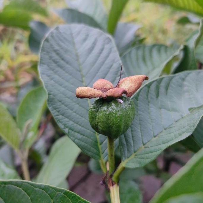

Terlaris Bibit Pohon Jambu Kristal Putih Cepat Berbuah