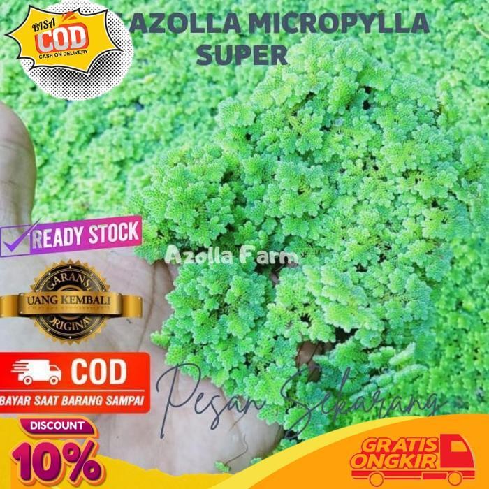 

TODAY JUAL BIBIT AZOLLA MICROPYLLA 1000 GRAM MAJELA CITRA