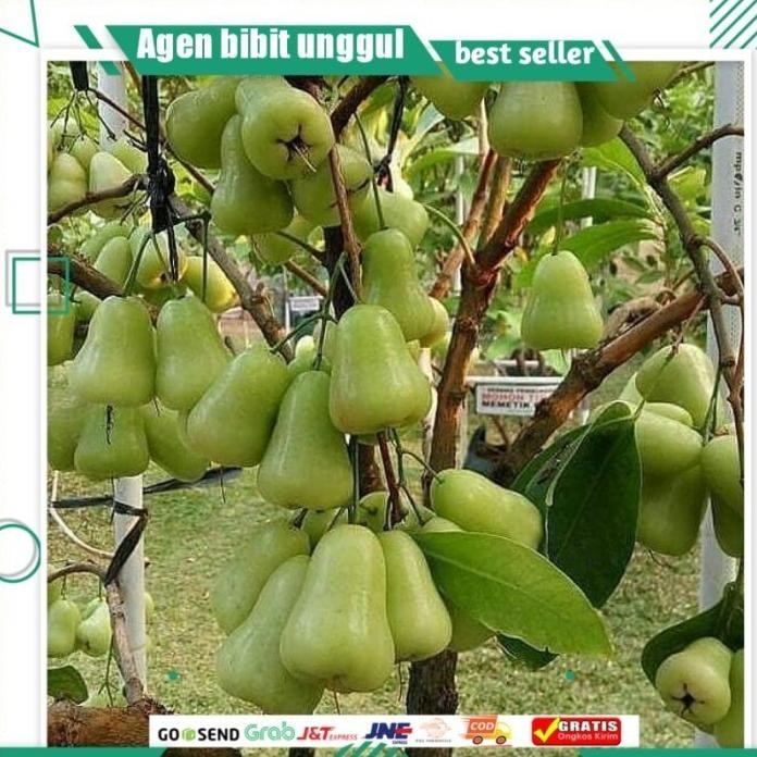 

Terlaris Bibit Tanaman Jambu Madu Dheli Hijau
