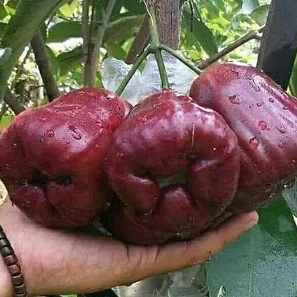 

Terlaris Bibit Jambu Black Kingkong Jumbo