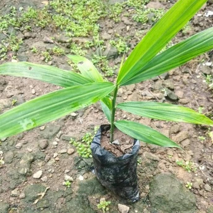 

Terlaris Tanaman Herbal Jahe Merah/Bibit Tanaman Jahe Merah By Argoplantbag