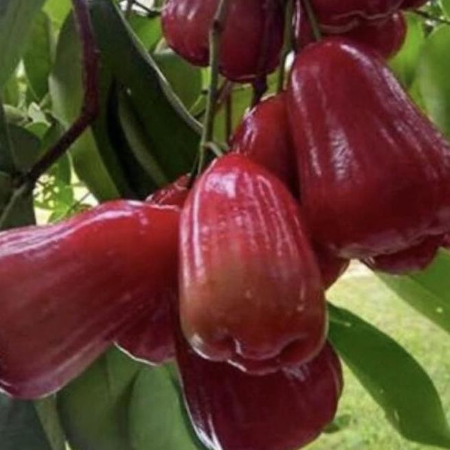 

Terlaris Tersedia Bibit Pohon Jambu Air Citra Merah Cangkok Cepat Berbuah/ Tabulampot