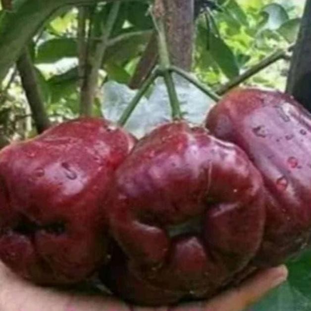 

Terlaris Bibit Jambu Air Black Kingkong Super Manis