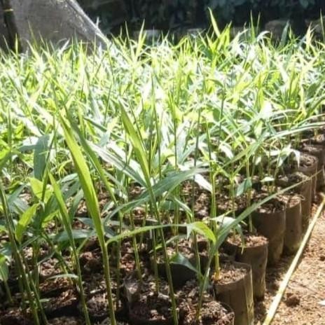 

Terlaris 10 Bibit Jahe Merah Unggul Siap Tanam