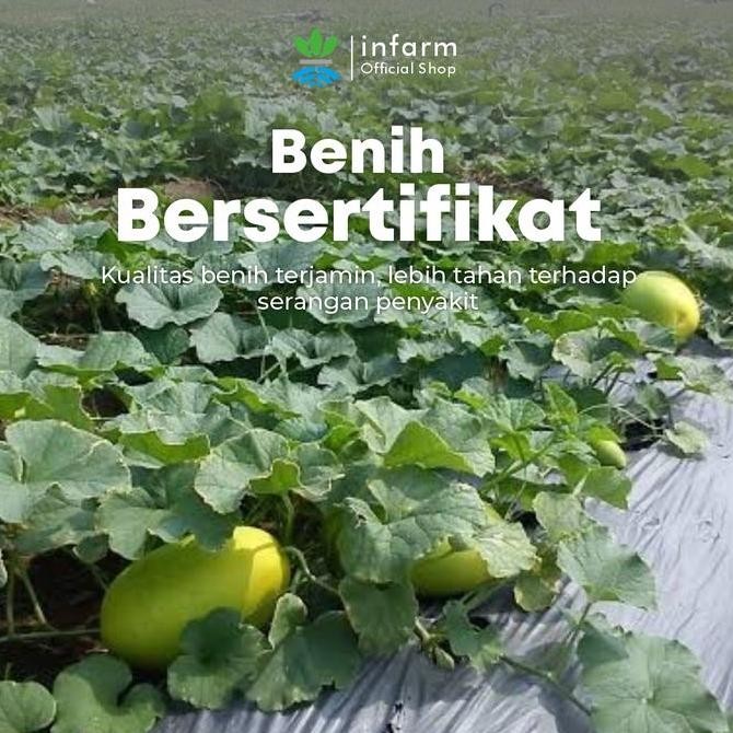 Baru Infarm - Benih Bibit Biji Mentimun Suri Slipcuke Timun Suri Premium Buah Besar Manis