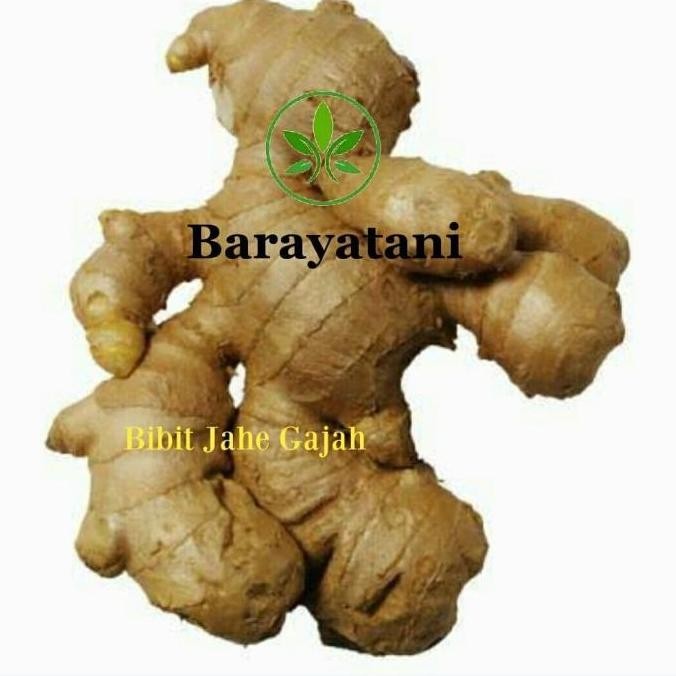 

Terlaris Bibit Tanaman Rimpang Jahe Gajah/Bibit Pohon Jahe Gajah/Obat Herbal By Argoplantbag