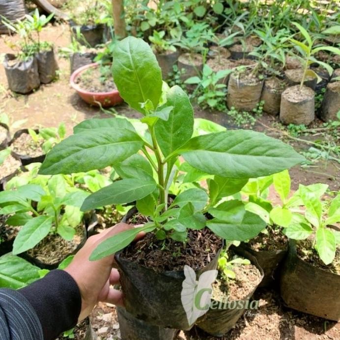 

Terlaris Bibit Tanaman Herbal Sambung Nyawa