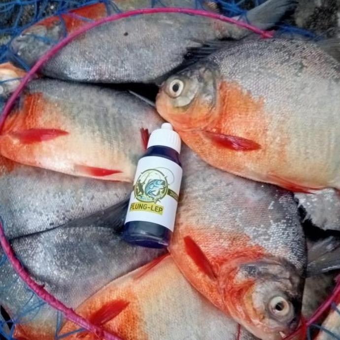 Terlaris Essen Plung Lep 30Ml Essen Ikan Bawal Media Lumut Cacing Pelet Paling Gacor Aroma Wangi Ami