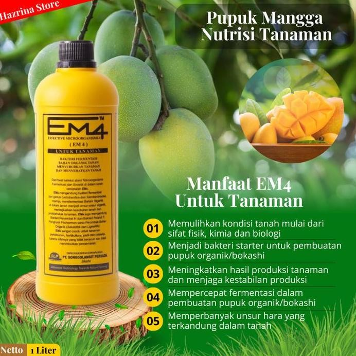 

Terlaris Pupuk Booster Mangga Super Pelebat Buah Dan Anti Rontok Em4 Poc Organik