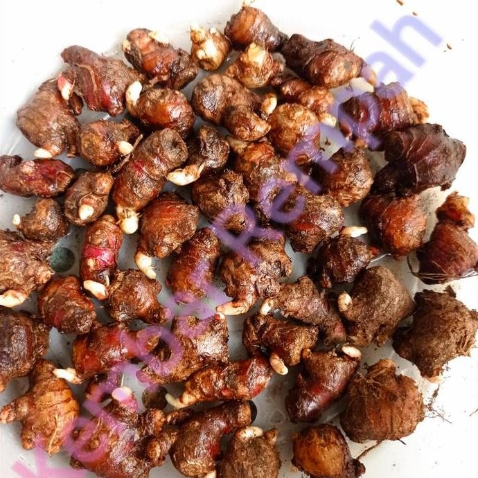 

Terlaris Bibit Jahe Merah Super Bertunas Siap Semai