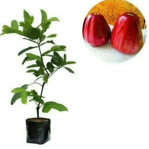 

Terlaris Promo Murah Bibit Jambu Air Dalhari