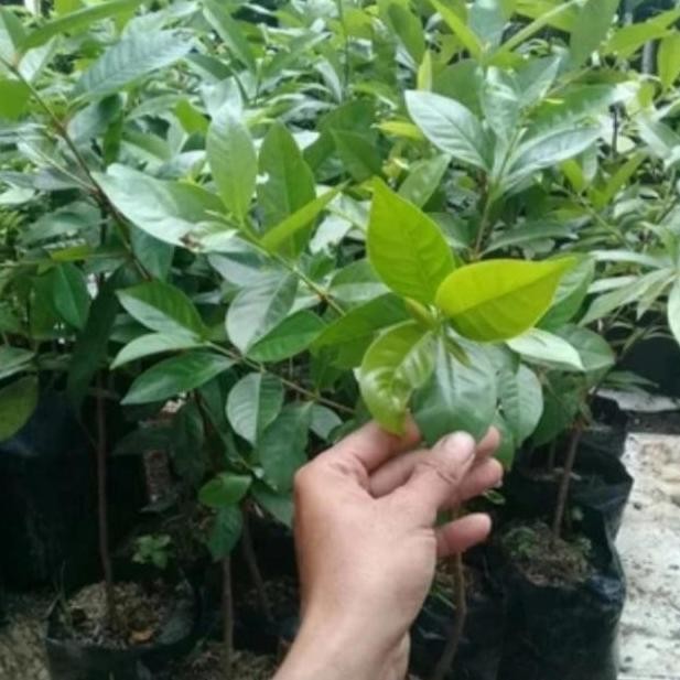 

Terlaris Bibit Tanaman Daun Salam Beli 2 Gratis 1