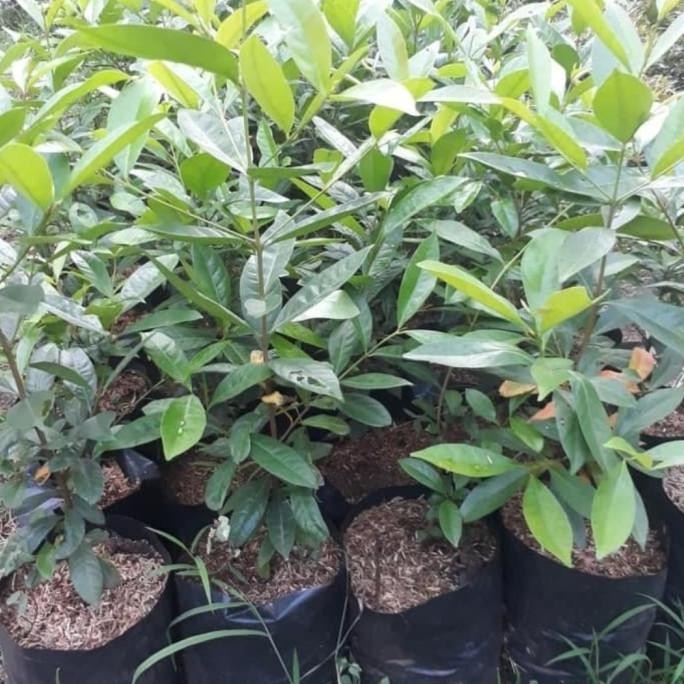 

Terlaris Bibit Daun Salam Super Unggul Super Unggul Cepat Berbuah