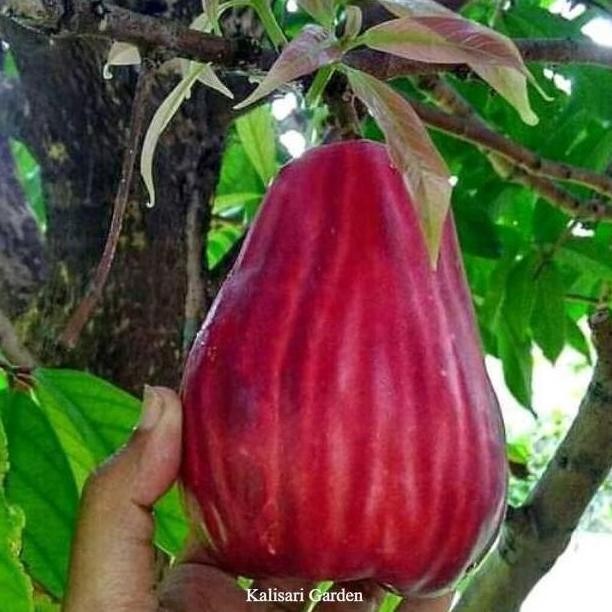 

Terlaris Pusat_Alam Pohon Bibit Jambu Jamaika/Dersono Varietas Bibit Subur