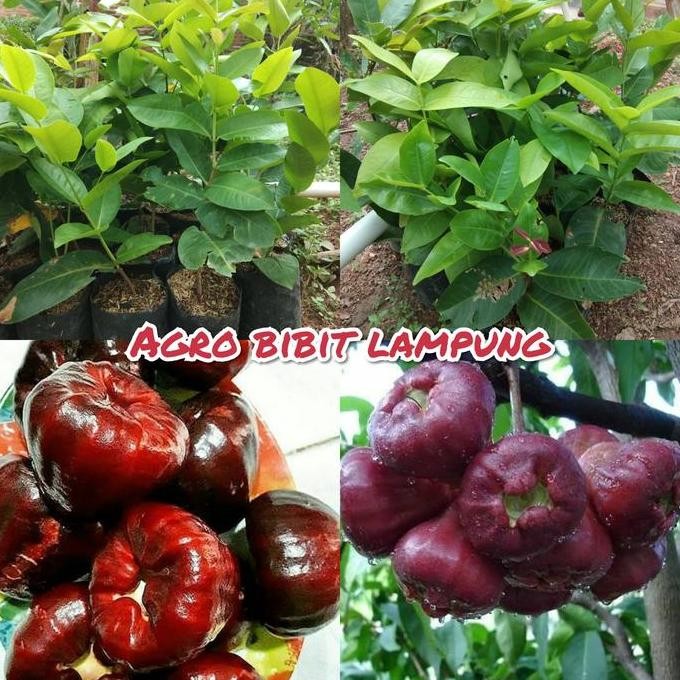 

Terlaris Bibit Jambu Air Black Kingkong Unggul