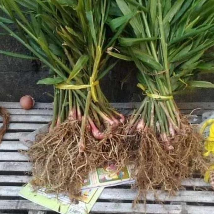 

Terlaris Bibit Jahe Merah Super Murah (Siap Tanam)