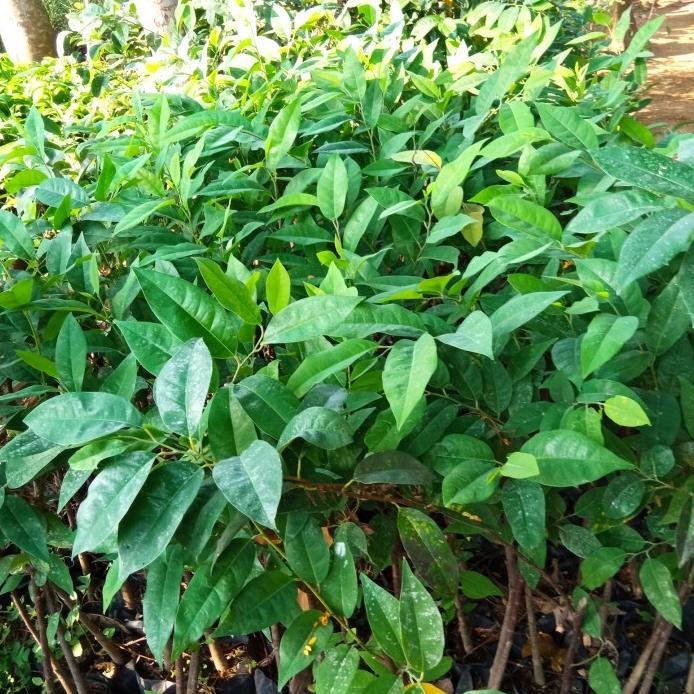 

Terlaris Bibit Daun Salam Bumbu Masakan