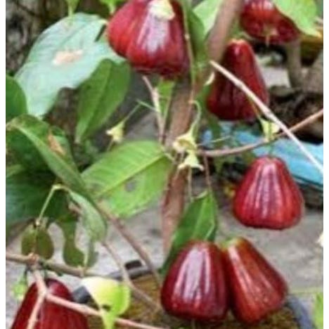 

Terlaris Bibit Jambu Air Black Kingkong