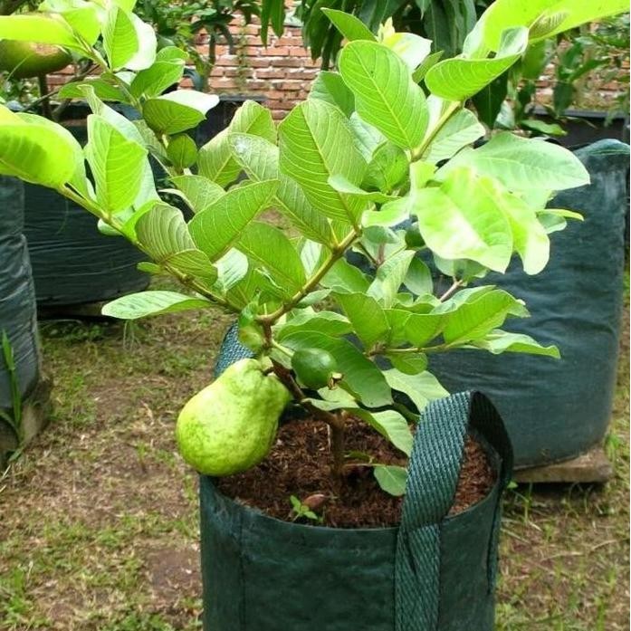 

Terlaris Bibit Jambu Kristal Premium